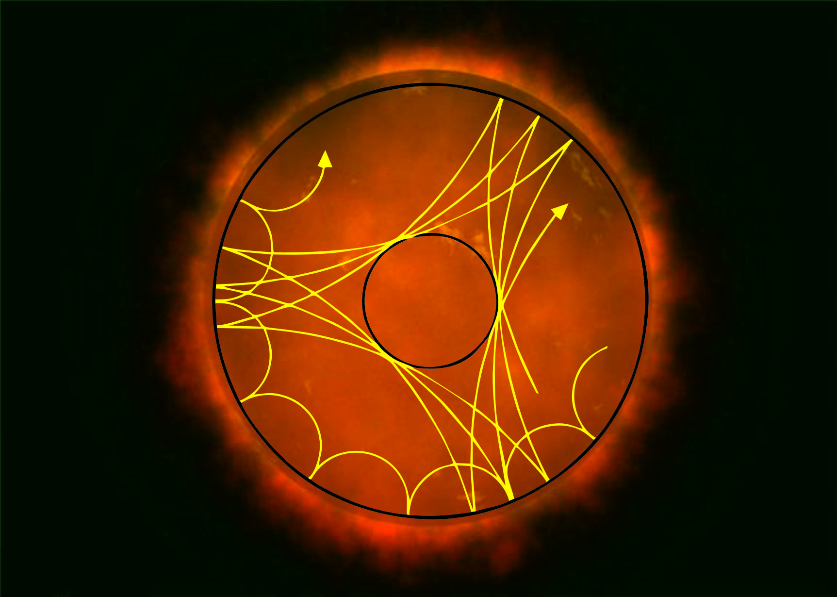Vista esquemática de dos modos de pulsación diferentes propagándose en el interior de una estrella. Los modos p- son menos profundos y se reflejan en la superficie estelar con mayor frecuencia que los modos g- que viajan más profundamente hasta el interior estelar.